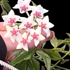 May include: Close-up of a cluster of Hoya flowers. The flowers are star-shaped with white petals and a vibrant pink center. The image shows green leaves and stems, with a black background. The flowers are held by a person.