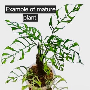 Monstera Obliqua Peru *unrooted* Runner Node Cuttings X 3 in Prop Bin - Etsy