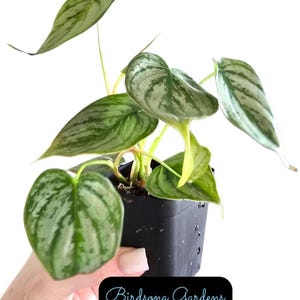 Philodendron Brandi - Etsy