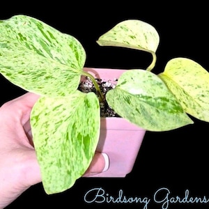 May include: A small potted plant with large, variegated leaves in shades of green and yellow. The plant is in a pink square pot. The text "Birdsong Gardens" is written in cursive at the bottom of the image.
