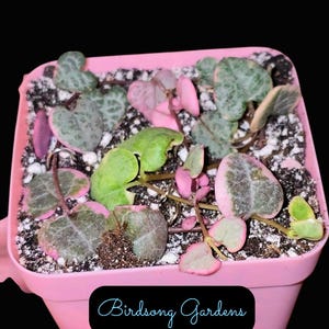 US SELLER Variegated String of Hearts  *Unrooted Cuttings* In 3 Inch Pot