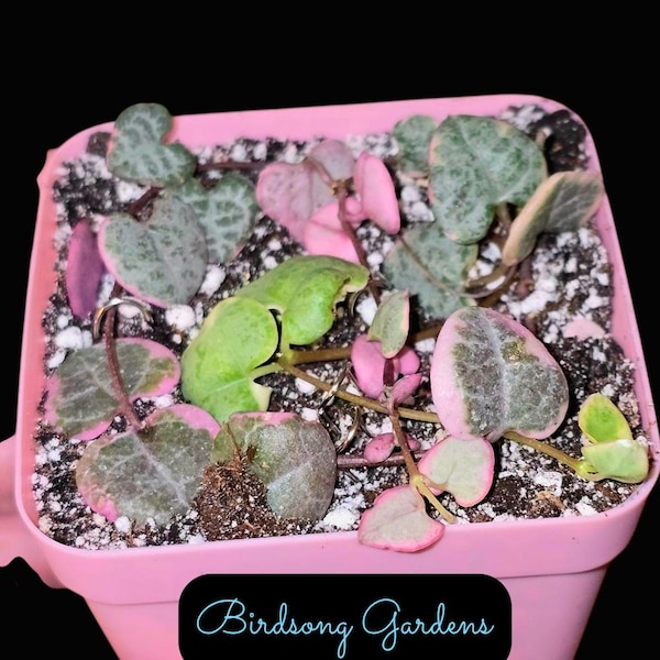 US SELLER Variegated String of Hearts  *Unrooted Cuttings* In 3 Inch Pot