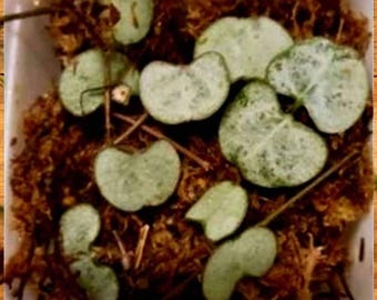 Silver Glory String of Hearts - Ceropegia Woodii *unrooted* Cuttings In 3 Inch Pot
