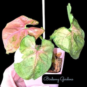 Syngonium Strawberry Ice rooted plant 3&quot; pot