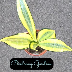 Birdsonggardensshop Sansevieria "gold Dust" Snake Plant Rooted Easy Care  Plant - Etsy