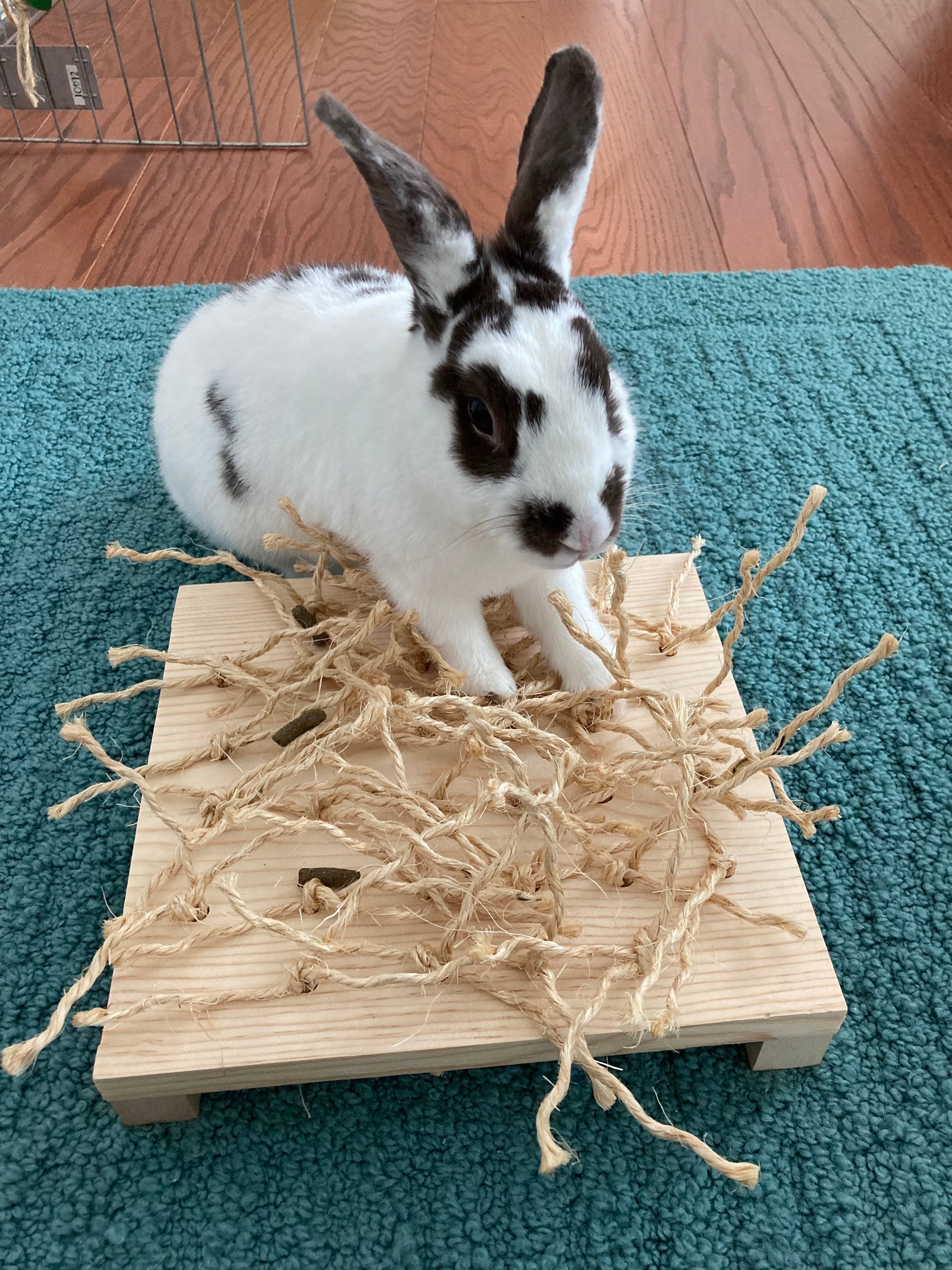 Logic toys for rabbits