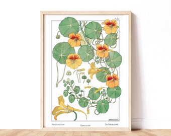 Nasturnium Poster Vintage Botanical Print Art Nouveau Flower Illustration Wall Decor Living Room Eclectic Wall Decor Boho Bedroom Floral
