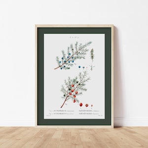 Può includere: Stampa botanica incorniciata con illustrazioni dettagliate di rami di ginepro con bacche blu e rosse. L'opera d'arte include etichette scientifiche ed è ambientata su uno sfondo bianco con un passe-partout verde scuro e una cornice in legno chiaro.
