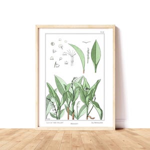 Botanical Illustration Print Lily of the Valley Poster Art Nouveau Floral Print Bedroom Country Farmhouse Living Room Vintage Flower Poster