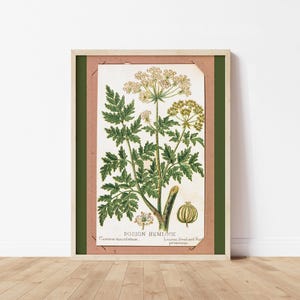 Poison Hemlock Poster Botanical Illustration Vintage Print Light Academia Decor Poisonous Plant Printable Witchy Art Rustic Cottage Decor