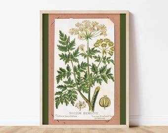 Poison Hemlock Poster Botanical Illustration Vintage Print Light Academia Decor Poisonous Plant Printable Witchy Art Rustic Cottage Decor