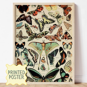 Może przedstawiać: Oprawiony plakat w stylu vintage przedstawiający szczegółową ilustrację różnych motyli i ciem w odcieniach brązu, zieleni, pomarańczy i niebieskiego. Plakat zawiera nazwy naukowe i jest oznaczony jako "PRINTED POSTER".