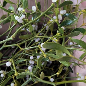 freshly picked organic mistletoe with berries (UK delivery only )