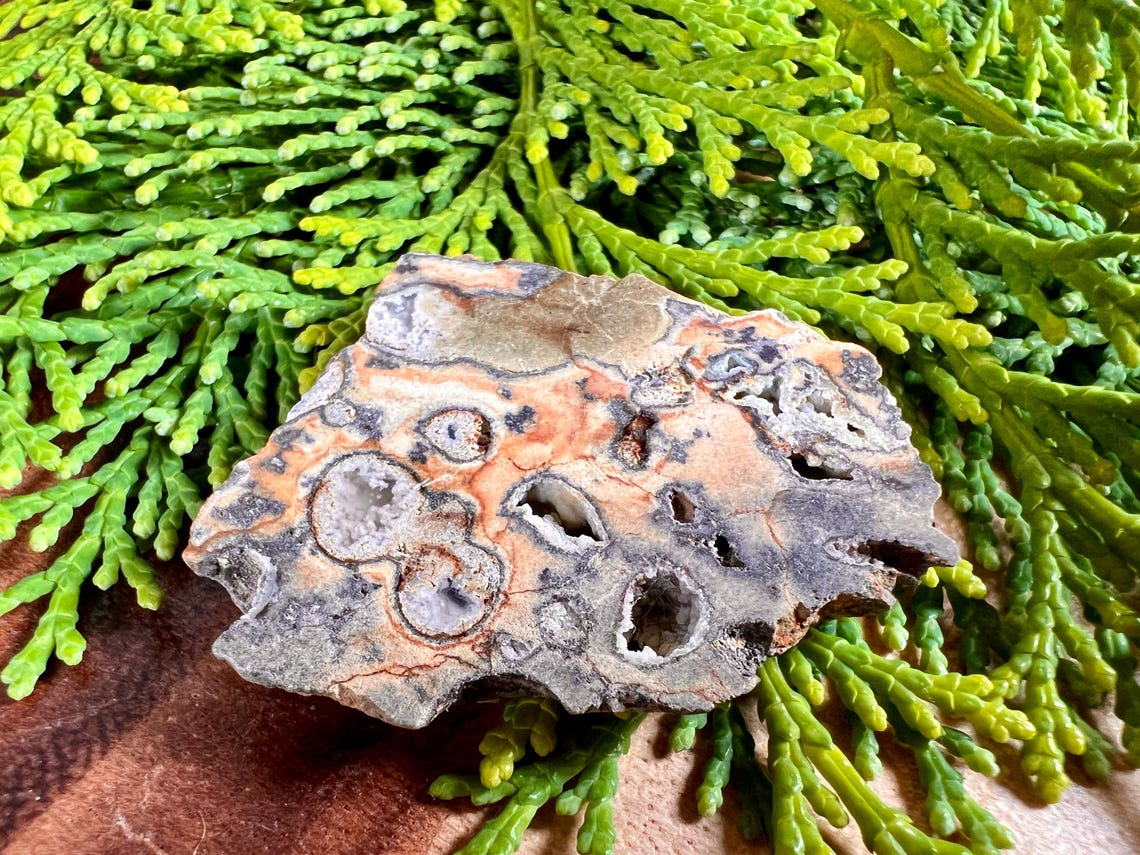 Polished Oregon Rainforest Rhyolite Display Slab | Silicate Filled ...