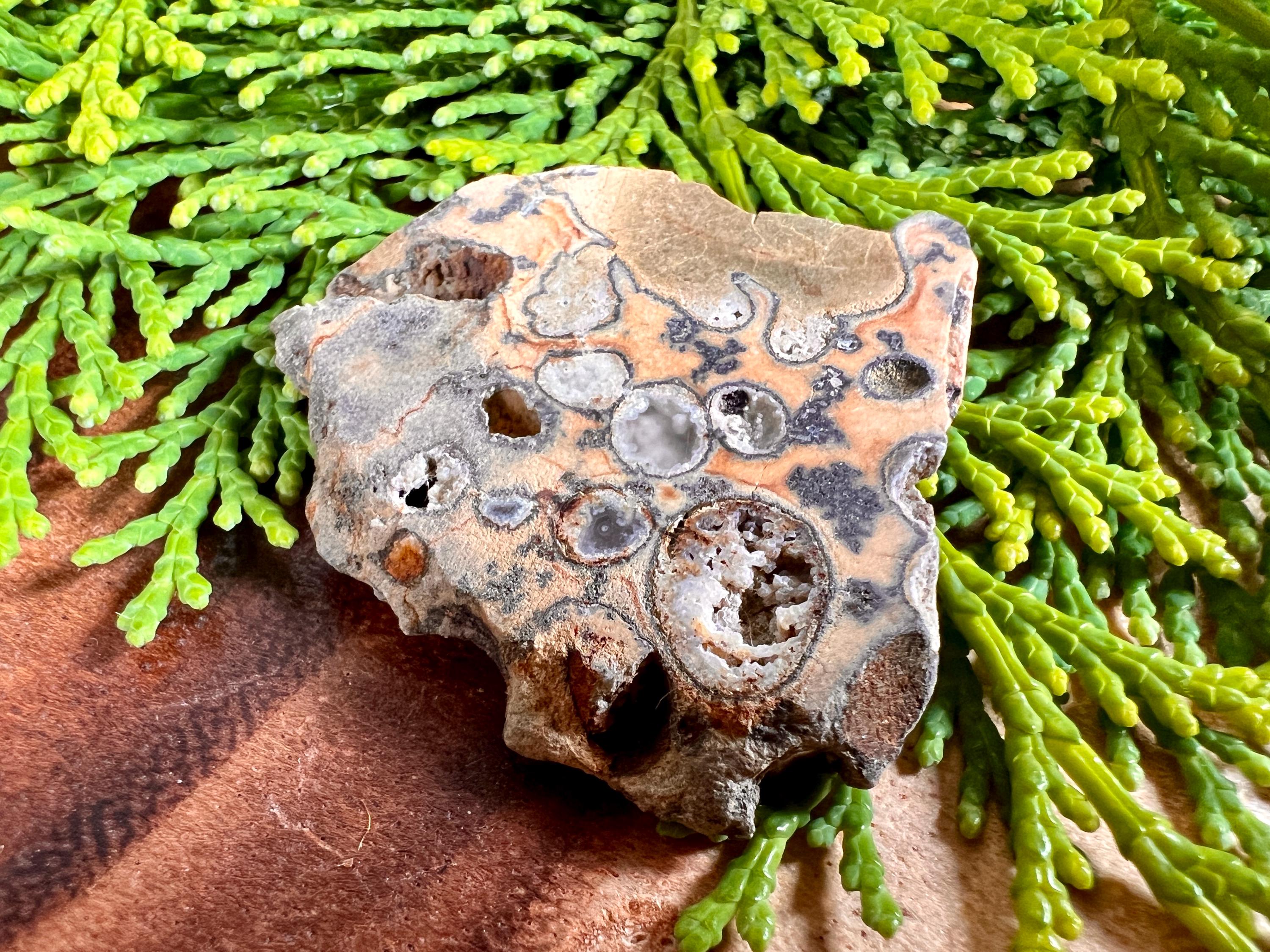 Polished Oregon Rainforest Rhyolite Display Slab | Silicate Filled ...