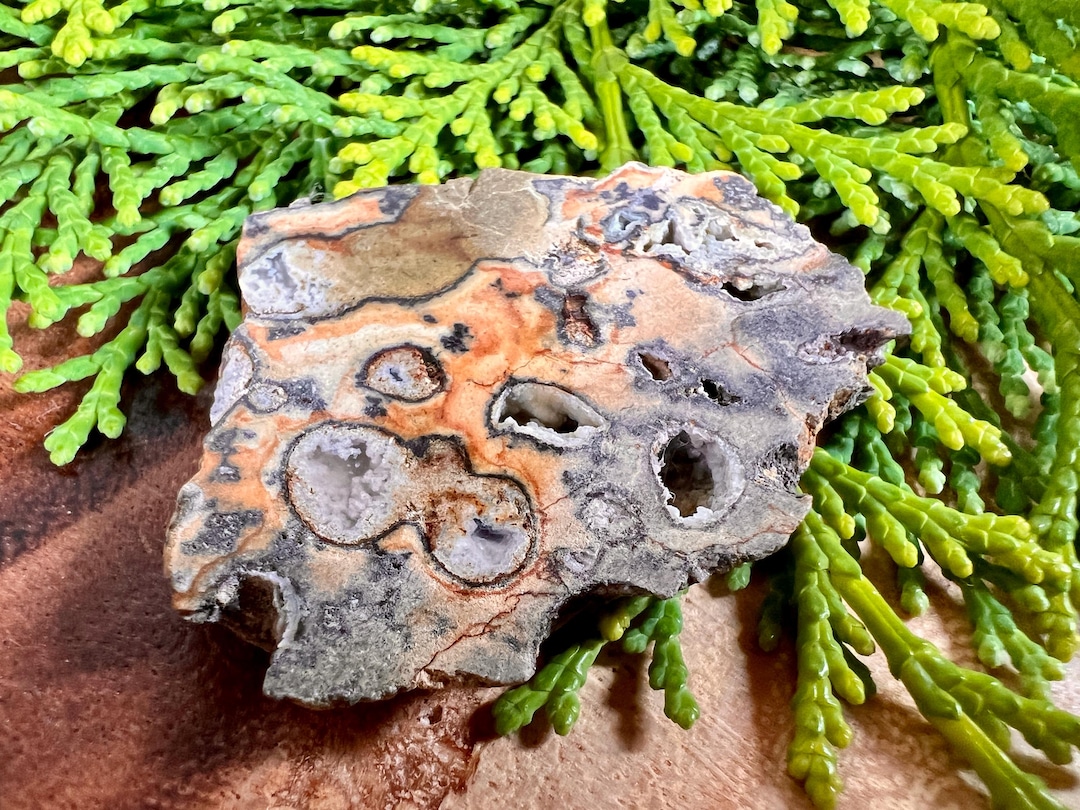 Polished Oregon Rainforest Rhyolite Display Slab | Silicate Filled ...