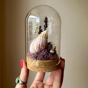 May include: A clear glass dome cloche with a cork base containing a large striped seashell, purple preserved moss, and dried botanical stems. The arrangement is enclosed within the glass cover, showcasing natural textures and earthy tones.