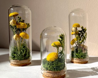 May include: Three clear glass cloches with cork bases, each containing preserved green moss and bright yellow billy button flowers. The glass domes are arranged in a group, showcasing the botanical arrangement inside each transparent vessel.