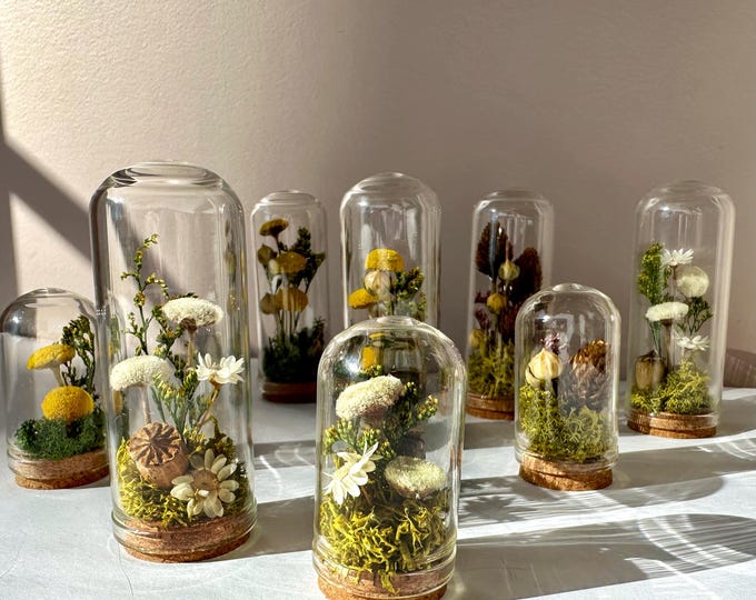 Mini Glass Cloche Terrarium Floral Diorama Potion Jar With Real Mosses and White Dried Flowers