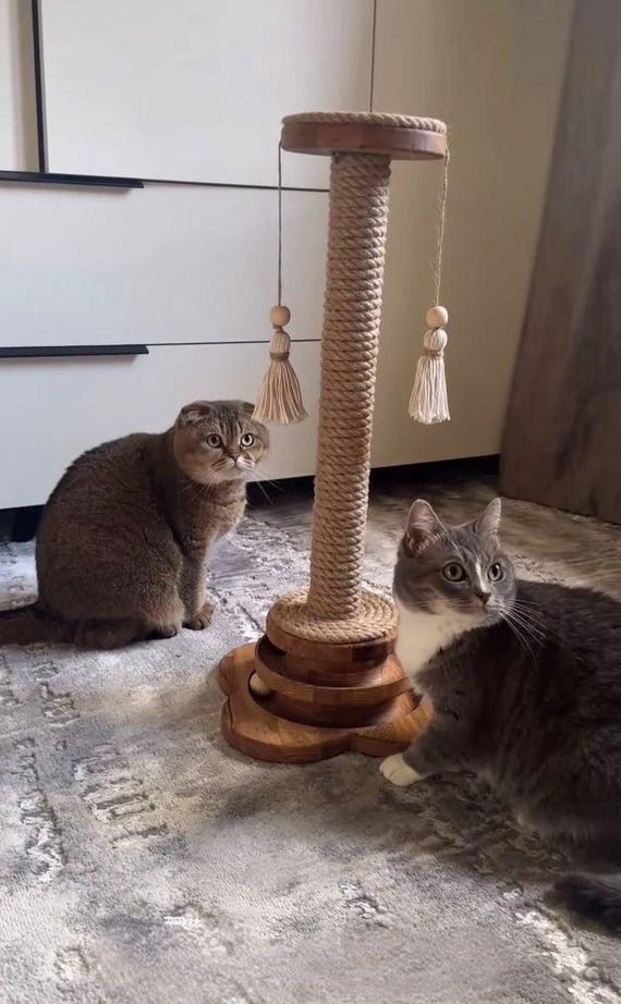 katzentoilette mit sieb PeeWee Katzenklo EcoGranda grau offene XXL Katzentoilette System doppe   CatAmore