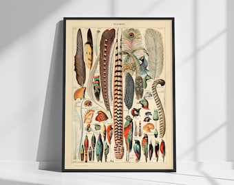 May include: Vintage illustration of a variety of colorful bird feathers, including peacock, pheasant, and other exotic species. The image is a detailed scientific illustration with labels in German.