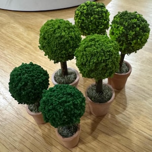May include: Miniature topiary trees in terracotta pots. The trees have round, textured, green foliage and brown trunks. The pots are filled with a light green moss. The trees are arranged on a light wood surface.