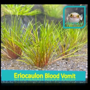 Könnte beinhalten: Nahaufnahme von Eriocaulon Blood Vomit Wasserpflanzen mit langen, dünnen, grünen Blättern und rotbraunen Stängeln. Die Pflanzen befinden sich in einem Tank mit sandigem Substrat. Ein Cartoon-Kugelfisch befindet sich in der oberen rechten Ecke.