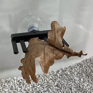 May include: A black plastic suction cup holder with a leaf attached to it. The holder has a series of prongs that hold the leaf in place. The leaf is brown and appears to be dried.