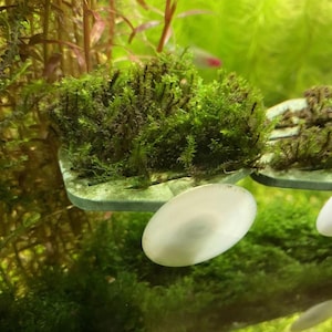 May include: Two green plastic plant holders with suction cups attached to the bottom. Each holder has a small clump of green moss growing inside.