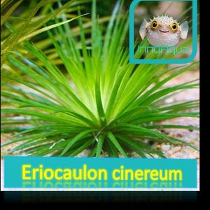 Könnte beinhalten: Eine leuchtend grüne Eriocaulon cinererum Wasserpflanze mit langen, schmalen Blättern, die von einem zentralen Punkt ausgehen. Das Bild enthält einen Cartoon-Kugelfisch in einem blauen Quadrat mit dem Text "InnoAqua". Der Text "Eriocaulon cinererum" wird in einem blauen Rechteck angezeigt.