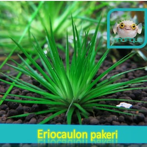 Könnte beinhalten: Nahaufnahme einer leuchtend grünen Eriocaulon Pakeri Wasserpflanze mit langen, schmalen Blättern. Die Pflanze steht vor einem Hintergrund aus dunklem Kies, der einen natürlichen Wasserlebensraum simuliert. Ein Cartoon-Kugelfisch befindet sich in der oberen rechten Ecke.