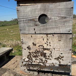 May include: A wooden beehive with a small opening for bees to enter and exit. The hive is surrounded by bees, some of which are flying in the air.