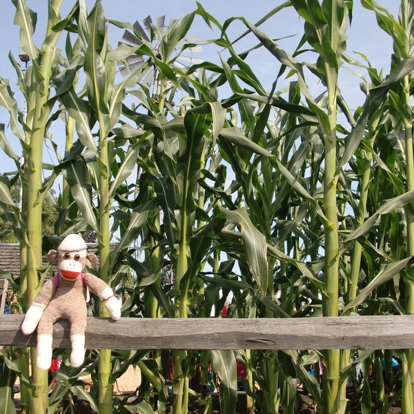 Ernie the Sock Monkey and Cornfield Notecard