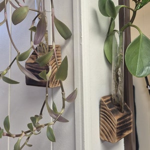 Plant propagation