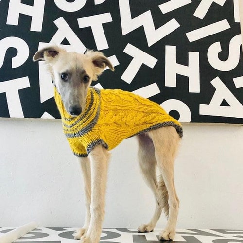 whippet with sweater