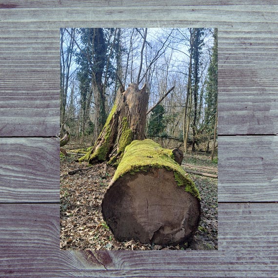 Postcard / Magical Forest Postcards / Tree Trunk with Moss