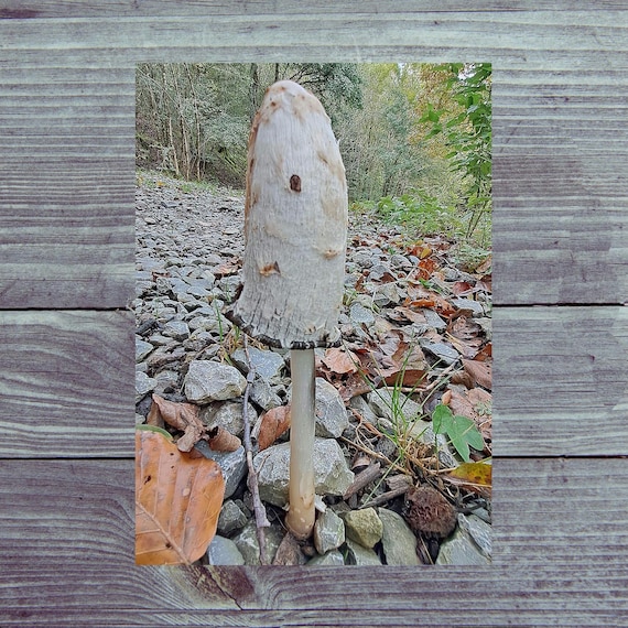 Postcard / Magical Postcard / Mushroom Inkcap / Natural Wonder to Send