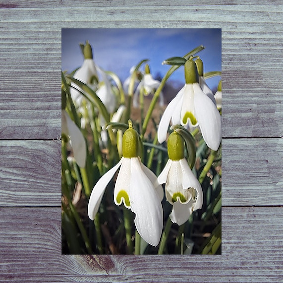 Postcard / Magical Snowdrop Blossoms Postcard for Flower Souls