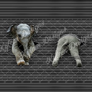 Fichier numérique haute résolution éléphant