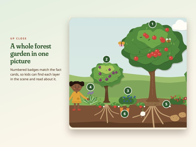 Peut inclure: Une illustration &eacute;ducative intitul&eacute;e UP CLOSE A whole forest garden in one picture. Elle montre une coupe transversale d'un jardin avec des badges num&eacute;rot&eacute;s de 1 &agrave; 6, repr&eacute;sentant des arbres, des plantes, des racines, un enfant et du texte.