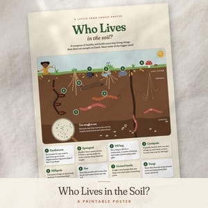 Può includere: Un poster educativo color crema intitolato Who Lives in the soil? che mostra un diagramma a sezione trasversale degli strati del suolo con illustrazioni di lombrichi, insetti e funghi. Etichette numerate corrispondono ai riquadri di testo.