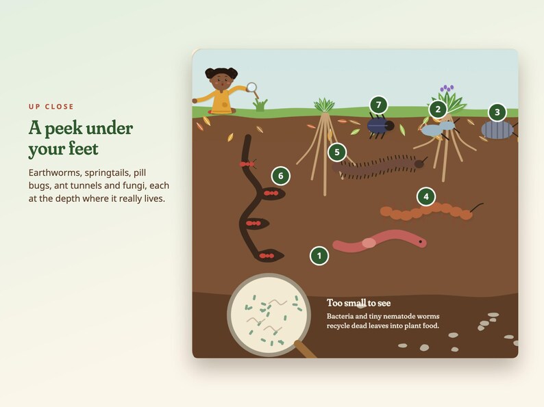 May include: An educational infographic titled A peek under your feet, illustrating soil layers with numbered organisms including earthworms, springtails, and pill bugs. A magnifying glass shows bacteria and nematodes in the brown soil.