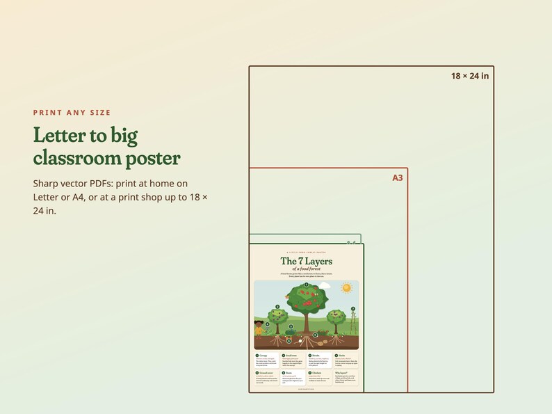 Puede incluir: Un p&oacute;ster educativo digital titulado The 7 Layers of a food forest, con ilustraciones de &aacute;rboles y capas de suelo. El gr&aacute;fico muestra varios tama&ntilde;os, incluidos A3 y 18 x 24 pulgadas, con texto sobre las opciones de impresi&oacute;n.