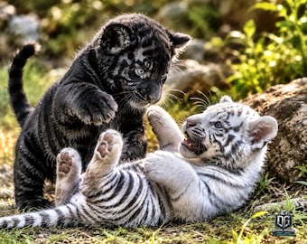 Black and White Tiger Cubs Printable Wall Art (Digital Download) Size: 1402 × 1122 pixels
