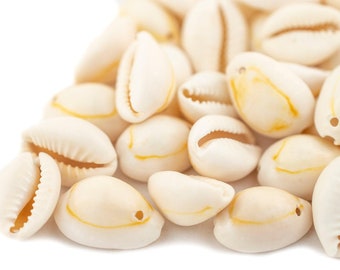 46 Beige Drilled Cowrie Shells Large: Natural Seashell Shells for Clothing Sea Shell Beads Loose Shells White Seashells Shells for Art