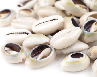 50 Cowrie Shells: Shells for Art Loose Shells Sea Shell Beads White Seashells Cowry Shells Natural Seashell Beach Decor