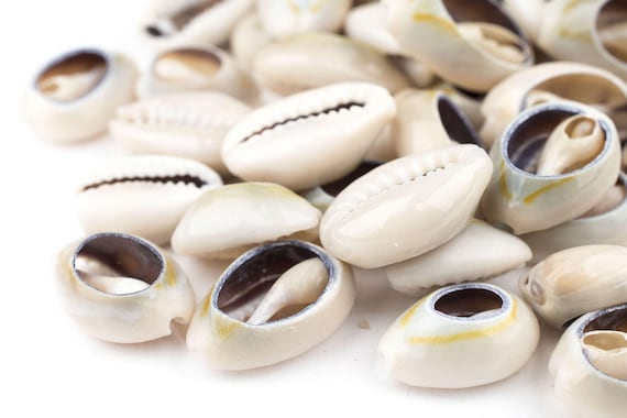 50 Cowrie Shells: Shells for Art Loose Shells Sea Shell Beads White Seashells Cowry Shells Natural Seashell Beach Decor