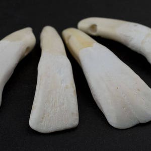 4 Water Buffalo Tooth Pendants: Buffalo Pendants Bone Tusk Pendant Bone Pendant Unique Finding Handmade Pendant Ethnic Pendant (PND-BON-426)