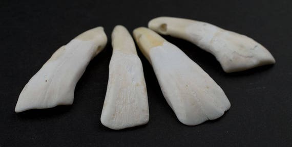 Brown Water Buffalo Tooth Pendants Set of 4 Nepal Bone Large Hole