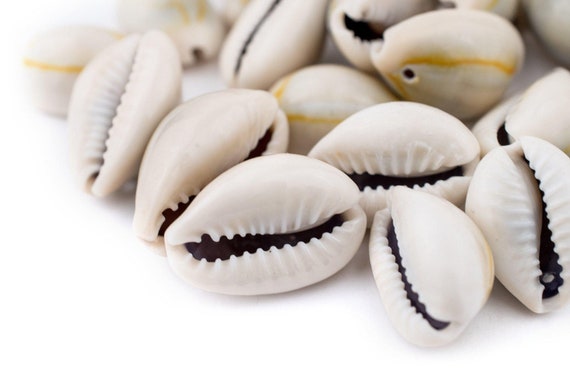 50/100pcs Cowrie Beads Sea Shell Beads Sliced Shells Large 1.6-2cm Slices  Cowrie Beads Cowry Shell Cowrie Shell Sea Shell Craft